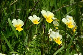 Attēlu rezultāti vaicājumam “Viola arvensis flower”