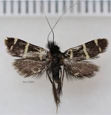 Attēlu rezultāti vaicājumam “Adelidae”