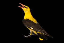 Attēlu rezultāti vaicājumam “Oriolus oriolus male”