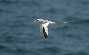 Image result for Phaethon aethereus