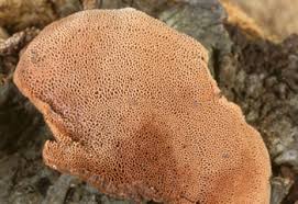 Attēlu rezultāti vaicājumam “Hapalopilus nidulans”