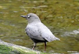 Attēlu rezultāti vaicājumam “Cinclus cinclus adult”