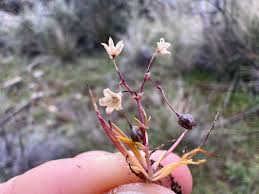Attēlu rezultāti vaicājumam “Spergula morisonii”