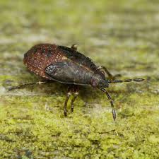 Attēlu rezultāti vaicājumam “Kleidocerys resedae imago”