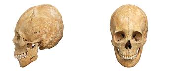 Image result for elongated skulls