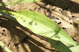 Attēlu rezultāti vaicājumam “Alisma lanceolatum leaf”