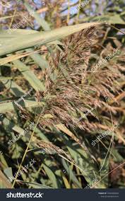 Attēlu rezultāti vaicājumam “Phragmites communis flower”