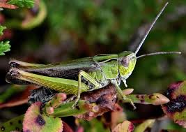 Attēlu rezultāti vaicājumam “Omocestus viridulus”