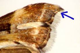 Attēlu rezultāti vaicājumam “Platyptilia gonodactyla imago”