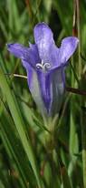 Attēlu rezultāti vaicājumam “Gentiana pneumonanthe flower”