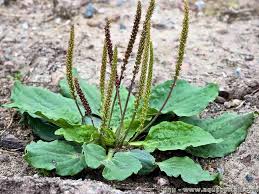 Attēlu rezultāti vaicājumam “Plantago major”