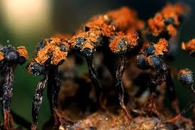 Attēlu rezultāti vaicājumam “Metatrichia vesparia”