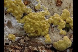 Attēlu rezultāti vaicājumam “Hypocrea pulvinata”