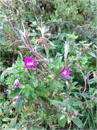 Image result for Weidenröschen