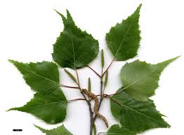 Attēlu rezultāti vaicājumam “Betula humilis leaf”