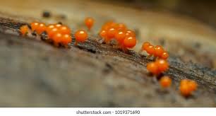 Attēlu rezultāti vaicājumam “Hemitrichia calyculata young”