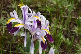 Attēlu rezultāti vaicājumam “Iris rosenbachiana flower”