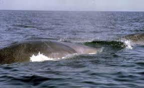 Image result for Balaenoptera physalus