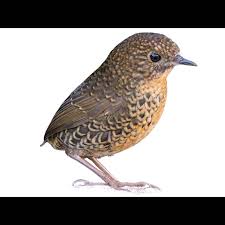 Attēlu rezultāti vaicājumam “Scapania apiculata”