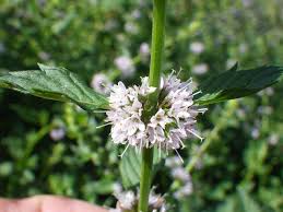 Attēlu rezultāti vaicājumam “Mentha arvensis flower”