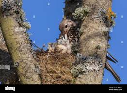 Attēlu rezultāti vaicājumam “Turdus viscivorus nest”