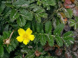 Image result for Potentilla anserina