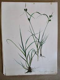 Attēlu rezultāti vaicājumam “Carex flava”