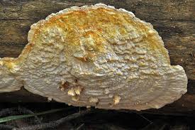 Attēlu rezultāti vaicājumam “Skeletocutis odora”