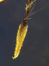 Attēlu rezultāti vaicājumam “Erodium cicutarium fruit”