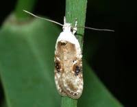 Attēlu rezultāti vaicājumam “Agonopterix alstromeriana”