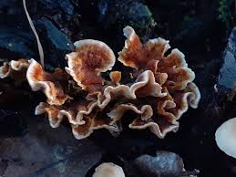 Attēlu rezultāti vaicājumam “Trametes ochracea”