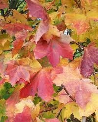 Attēlu rezultāti vaicājumam “Acer platanoides”