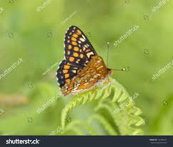 Attēlu rezultāti vaicājumam “Euphydryas maturna underside”