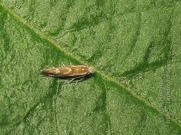 Attēlu rezultāti vaicājumam “Phyllonorycter sp.”