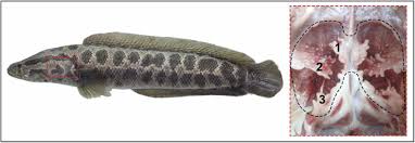 Image result for Channa argus