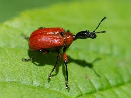 Attēlu rezultāti vaicājumam “Apoderus coryli”