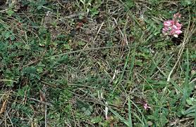 Attēlu rezultāti vaicājumam “Onobrychis arenaria leaf”