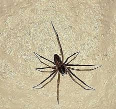 Attēlu rezultāti vaicājumam “Tegenaria sp.”