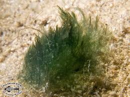 Attēlu rezultāti vaicājumam “Cyanophyta”