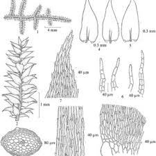 Attēlu rezultāti vaicājumam “Philonotis fontana sporophyte”