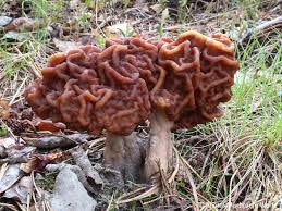 Attēlu rezultāti vaicājumam “Gyromitra”