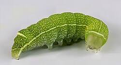 Attēlu rezultāti vaicājumam “Orthosia cerasi”