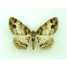 Attēlu rezultāti vaicājumam “Catocala pacta”