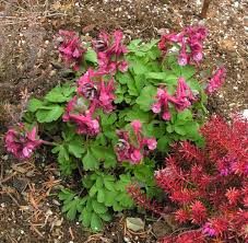 Attēlu rezultāti vaicājumam “Corydalis solida”