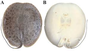 Image result for Styracura pacifica