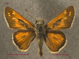 Attēlu rezultāti vaicājumam “Hesperia comma male”