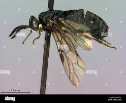 Attēlu rezultāti vaicājumam “Diprionidae”