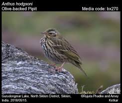 Image result for Anthus hodgsoni