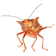 Attēlu rezultāti vaicājumam “Pentatoma rufipes”