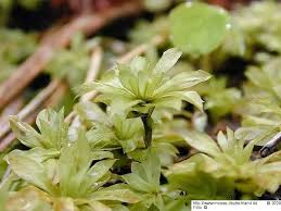 Attēlu rezultāti vaicājumam “Rhodobryum roseum”